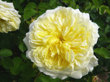 Lady emma hamilton rose